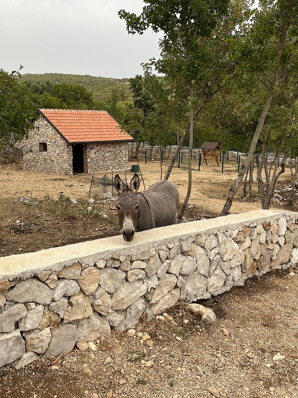 Magarac u dvorištu domaćih životinja, Park Goranci